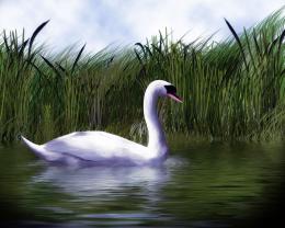 Swan